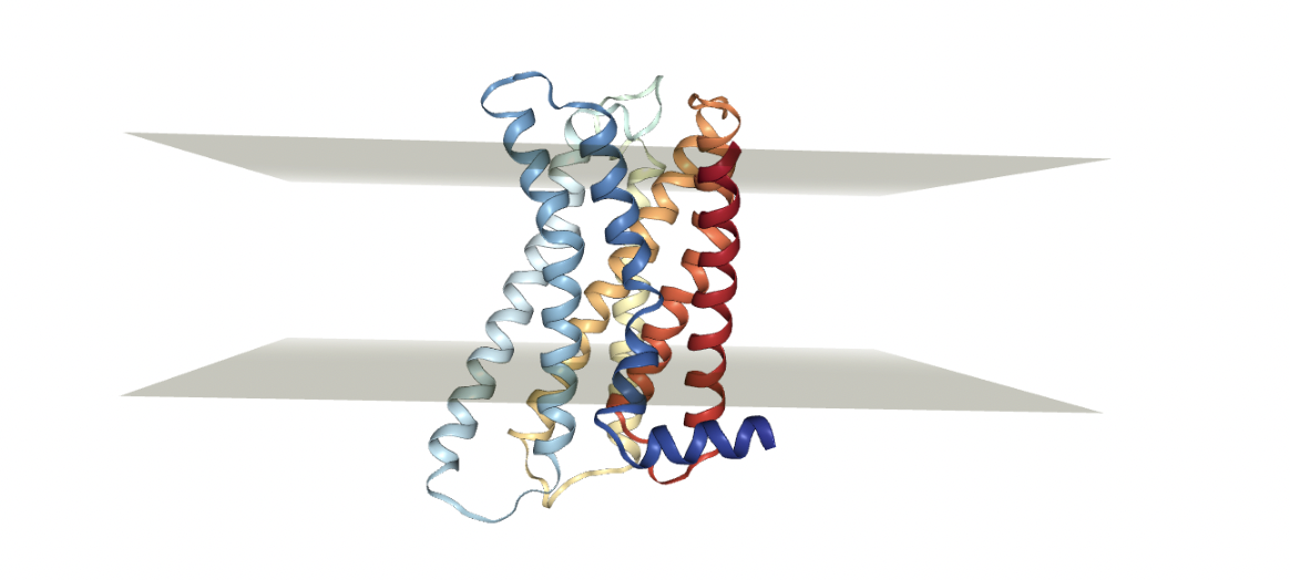 GPCR protein properly oriented in membrane